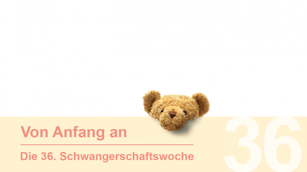 Schwangerschaftswoche 36 Krankenhaus Reinbek